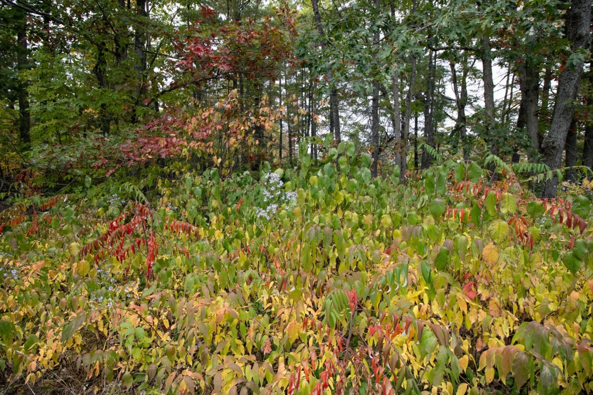 Fall Colours