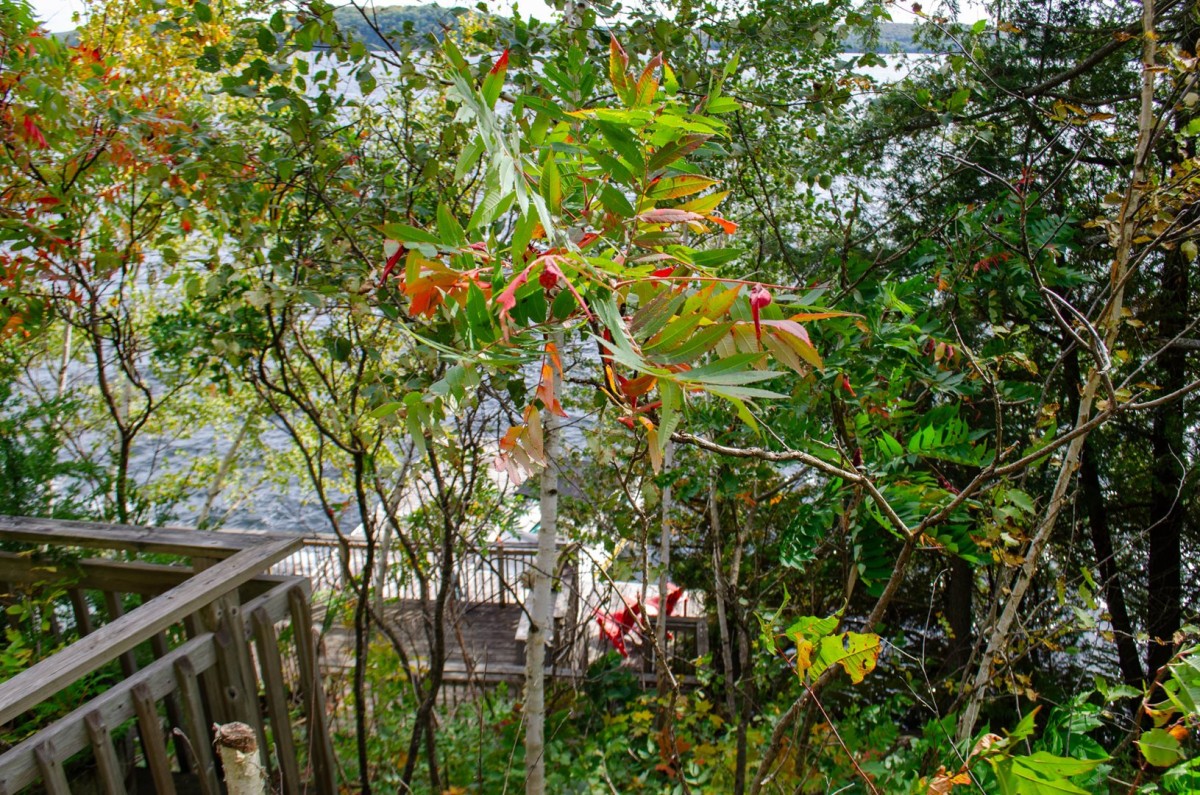 View of the Lake