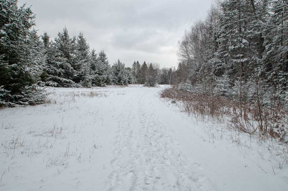 Pathway in Winter