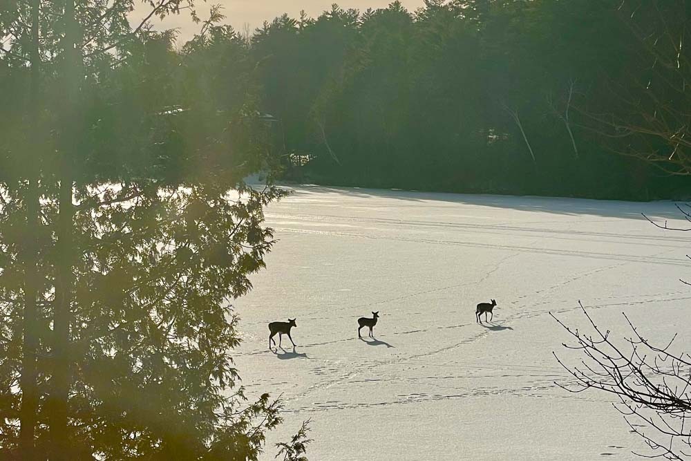 Deer on Frozen Lake