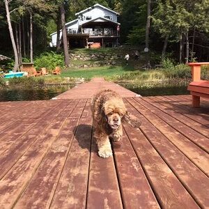 The Ultimate Packing Checklist for your Pet Friendly Cottage Vacation