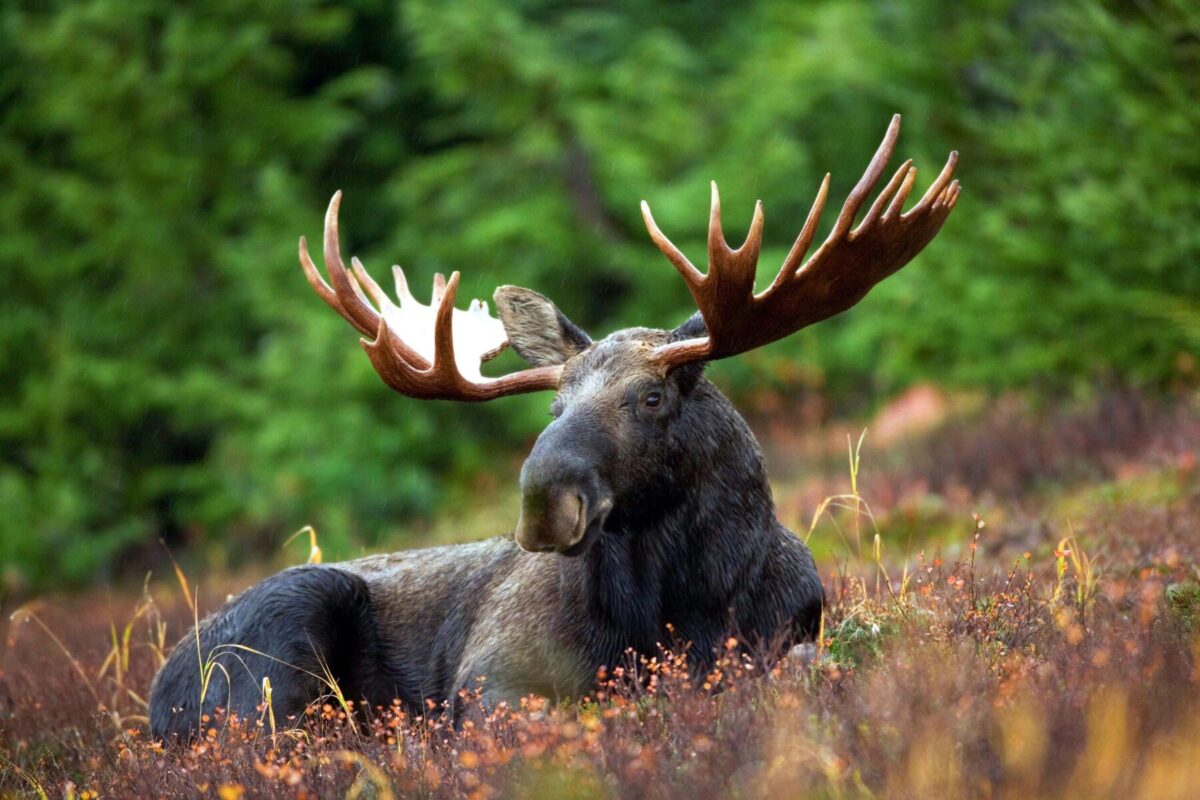 Moose sitting in a field. You may be lucky enough to see one during your Muskoka cottage rental. 