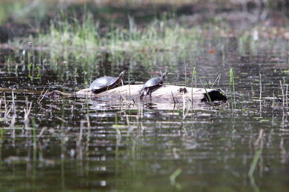 Algonquin Provincial Park turtles
